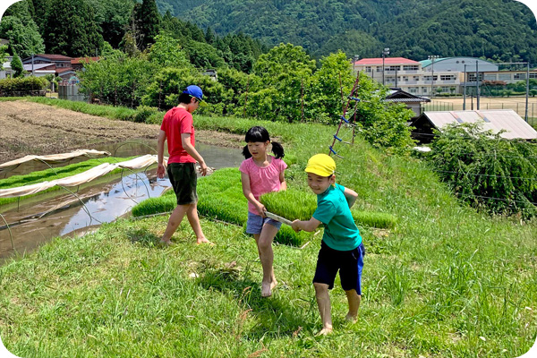 田んぼ体験