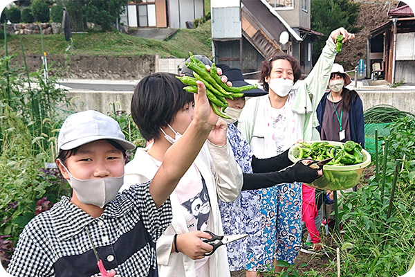 野菜の収穫